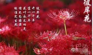 彼岸花的意义是什么 彼岸花的寓意和花语