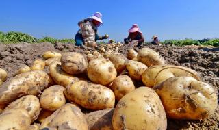 5月份挖回的土豆怎么保存不发芽 土豆怎么保存不发绿不长牙